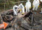 Gajah Sumatera Ditemukan Mati di TNWK Tanpa Gading, Diperkirakan Sudah Seminggu