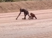 Video Orang Utan Kurus Kering Terusir Proyek di Kaltim Viral, Ini Kata Aktivis Perlindungan Satwa Liar