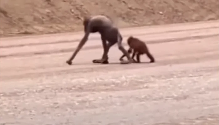 Video Orang Utan Kurus Kering Terusir Proyek di Kaltim Viral, Ini Kata Aktivis Perlindungan Satwa Liar