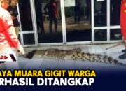 Buaya Muara Gigit Warga Berhasil Ditangkap