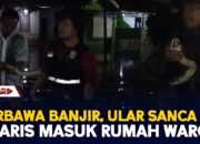 Terbawa Banjir, Ular Sanca Nyaris Masuk Rumah Warga