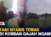 Petani Nyaris Tevv4s Jadi Korban Gajah Ngamuk