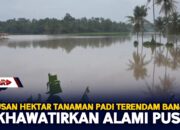 Ratusan Hektar Tanaman Padi Terendam Banjir Dikhawatirkan Alami Puso