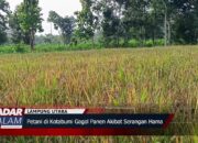 Petani di Kotabumi Gagal Panen Akibat Serangan Hama