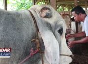 Presiden Prabowo Kurban Sapi Jumbo  Ukuran 1 Ton