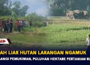 PROVINSI LAMPUNG : Sambangi Pemukiman, Puluhan Hektare Pertanian Rusak