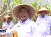 WAY KANAN : Wujudkan Asta Cita Presiden Prabowo Lapas Way Kanan Panen Raya Jagung