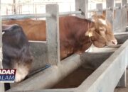 LAMPUNG SELATAN : Korupsi Bantuan Ternak Sapi Jual Sapi Bantuan, Ketua Kelompok Tani Ditahan