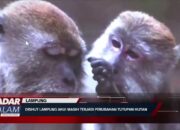 LAMPUNG : Dishut Lampung Akui Masih Terjadi Perubahan Tutupan Hutan