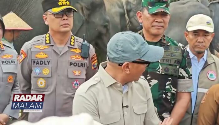 Kondisi Gajah Sumatra Dipastikan Aman