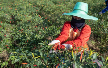 Harga Cabai Tembus Rp150 Ribu per Kg, Kemendag Kirim 7 Ton Pasokan ke Halmahera