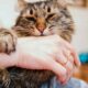 Waspada Infeksi dan Rabies, Begini Cara Menangani Gigitan Kucing!