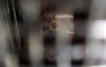 Usai Jadi Korban Perdagangan Ilegal ke India, Orangutan Sumatera ‘Heera’ Berhasil Dipulangkan ke Indonesia