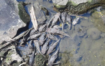 700 Kg Bangkai Ikan Sapu-Sapu Diangkat dari Kali Bekasi, Bau Busuk Ganggu Warga