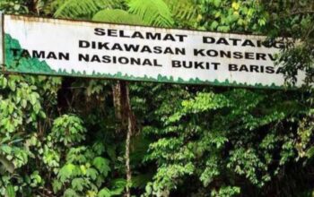 23 Perkara Kejahatan Kehutanan Terjadi di Bukit Barisan dalam 10 Tahun, 75 Pelaku Terseret Kasus