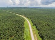 Kenapa Banyak Orang Menanam Sawit? Alasan di Balik Perluasan Kebun hingga Kawasan Hutan