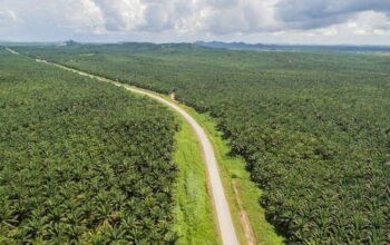 Kenapa Banyak Orang Menanam Sawit? Alasan di Balik Perluasan Kebun hingga Kawasan Hutan