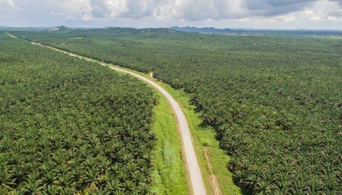 Kenapa Banyak Orang Menanam Sawit? Alasan di Balik Perluasan Kebun hingga Kawasan Hutan