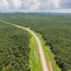 Kenapa Banyak Orang Menanam Sawit? Alasan di Balik Perluasan Kebun hingga Kawasan Hutan