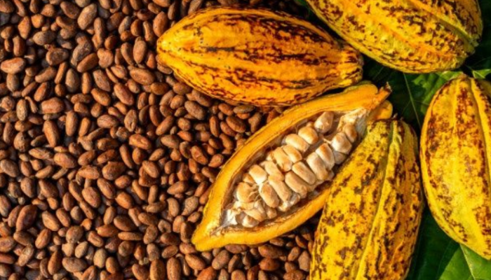 Harga Kakao Kering Tembus Rp80 Ribu per Kg, OJK Dorong Petani Pesawaran Naik Kelas