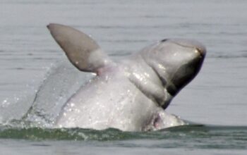 Populasi Pesut Mahakam Tersisa 66 Ekor, Spesies Terancam Kritis di Kalimantan