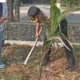 10 Pohon Kelapa Pandan Wangi Ditanam di Sukarame, Tantangannya Bukan Cuma Bikin Lingkungan Hijau