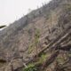 Video Penanaman Sawit di Lahan Bekas Karhutla Sumbar Viral, Sejumlah Pria Jalani Pemeriksaan