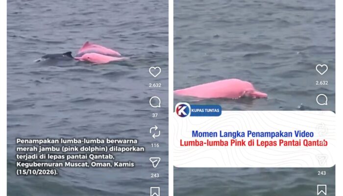 Tak Biasa! Lumba-Lumba Pink Tertangkap Kamera di Perairan Oman, Ini Penjelasannya