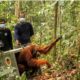 46 Orangutan Diselamatkan dari Kepungan Karhutla Kalbar, Delapan Dipindahkan ke Hutan Lindung Batu Nyambu