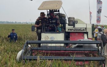 Petani Mitra Adhyaksa Lampung Timur Buktikan Sawah Tetap Produktif di Tengah Ancaman El Nino