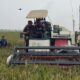 Petani Mitra Adhyaksa Lampung Timur Buktikan Sawah Tetap Produktif di Tengah Ancaman El Nino